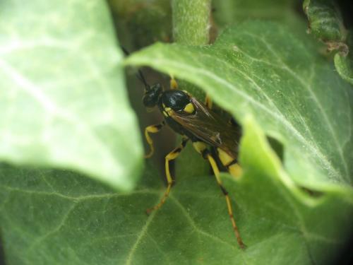 Ichneumon xanthorius